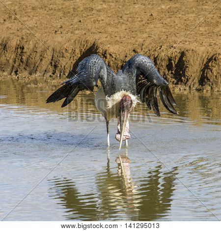 lesser adjutant (Leptoptilos javanicus), in the riverbank