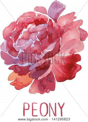 beautiful lush flower on a white background