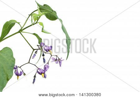 Snakeberry plant over white background close up shot