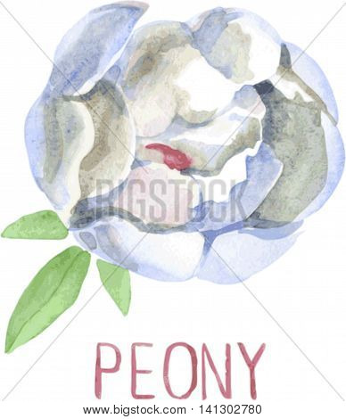 Luxurious white peony with leaves on a white background. Watercolor illustration