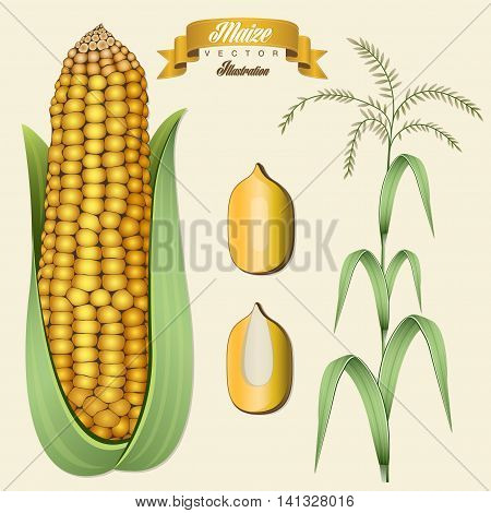 Retro vintage maize illustration. Vector corn. Realistic, hand drawn, isolated maize illustration.