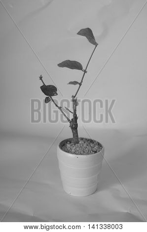 Young Seedlings Jasminum in a flowerpot, black and white tone