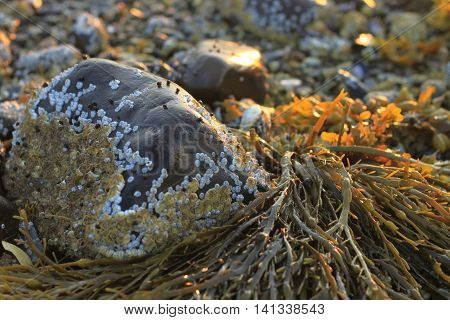 Seaweed called Bladderwrack (Fucus vesiculosus) closeup in Maine at dawn among rocks and barnacles