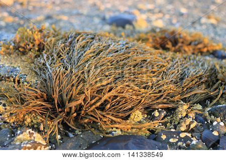 Seaweed called Bladderwrack (Fucus vesiculosus) closeup in Maine at dawn