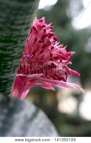 Pink blooming bromeliad in summer in closeup