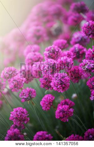 purple flowers.