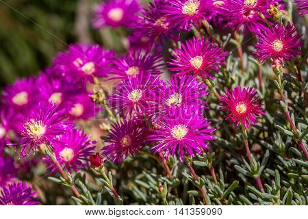 Lampranthus - magenta flowers with succulent leaves, hardy ice plant genus in the family Aizoaceae, flowering plants in parks of Israel