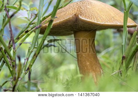 Edible mushroom (xerocomus subtomentosus) in the moss in a forest close-up