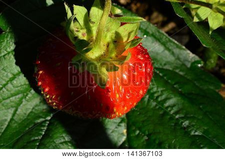 Strawberries in the shade on a green strawberry leaf summer morning