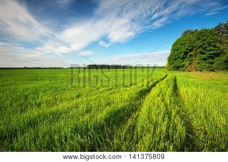 Road in green field and blue sky with clouds