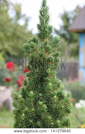 Canadian spruce conic beautiful green tree close-up