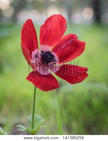 Red sunset...  Beautiful Anemone, photographed during the early spring at Megiddo, Armageddon district, Israel.