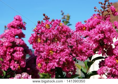 Branches of a  luxuriantly blossoming pink Lagerstroemia indica