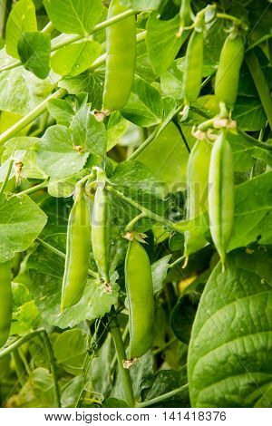 Fresh sweet peas off the vine a healthy snack.
