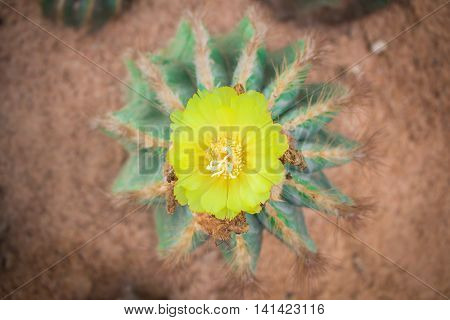 Cactus flower arises on a cactus and bloom beautifully.