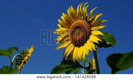 Yellow sunflowers turn to the blue sky