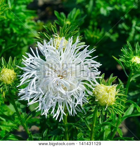 aster flowerbed in summer focus on a white flower