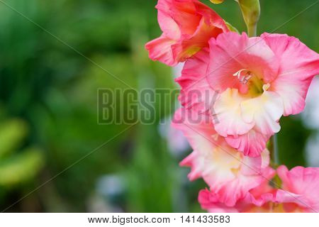 the gladiolus flower with pink petals on an indistinct green background and little insect or a beetle sits in a flower