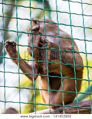young animal monkey baboon sitting in cage
