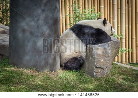 Panda Enclosure At The Toronto Zoo, Enjoy The Sun On The Rocks Near The Pool