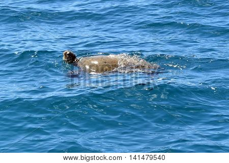 Green Sea Turtle swimming in the blue waters of Pacific Ocean, Pacific Ocean, Na Pali Coast, Kauai