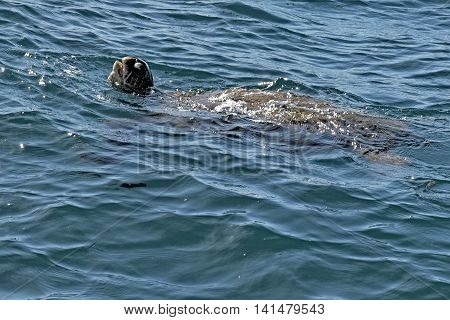 Green Sea Turtle swimming in the blue waters of the Pacific Ocean, Na Pali Coast, Kauai, Hawaii