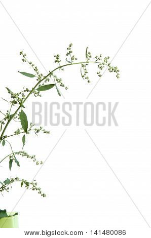 Orach plant isolated over white background, close up