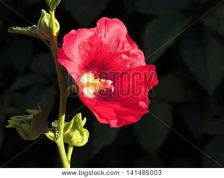 Mallow flower on a black background. Summer mood.