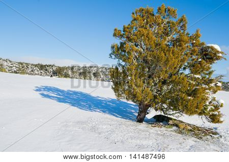 After overnight snow lone tree casts it's shadow in white snow clad landscape under clear blue sky.