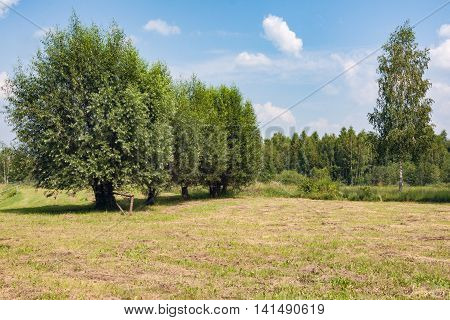 Haymaking in the rural area hay meadow under the willows