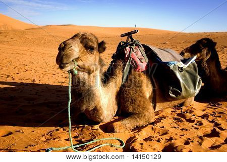 dunes of Sahra