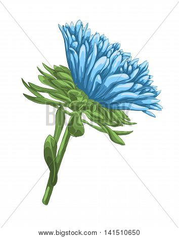 beautiful bright blue aster with watercolor effect isolated on white background. Hand-drawn with effect of drawing in watercolor. Design element for decorating greeting cards and invitations to the wedding birthday