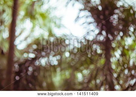 Background blur as bokeh in the jungles of the summer.