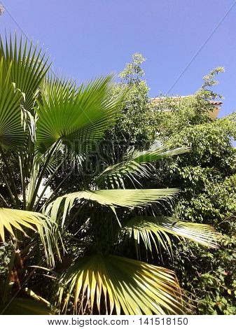 This is a Karthoum, our garden. We lived there 3 years.