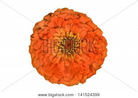 Image isolated on white background Orange zinnia flower garden