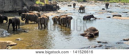 Asian Elephant Family In Water