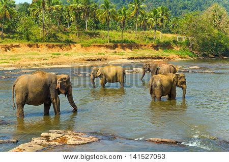 Elephant In River Sri Lanka