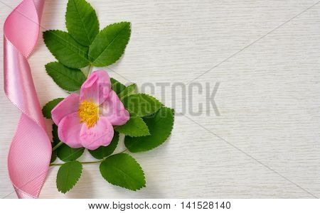 branch rosehip flower on white wooden surface with pink silk ribbon