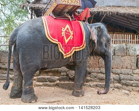 Elephant Jungle Trekking Kingdom Of Cambodia