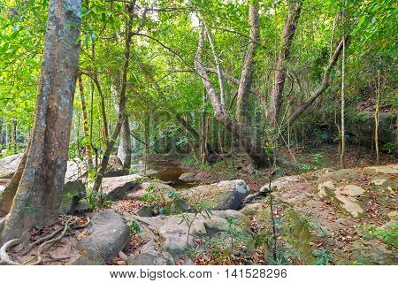 Rain Forest