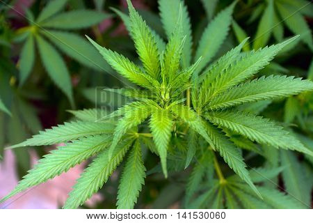 Hemp Cannabis