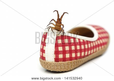 Centipede getting in a shoe / The danger of poisonous animal concept