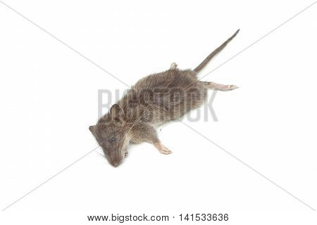 a dead mouse isolated on white background