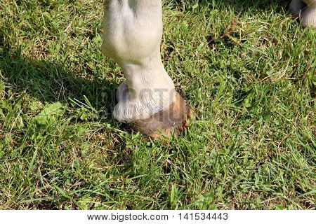 Horse hoof with horseshoe close up on green grass background