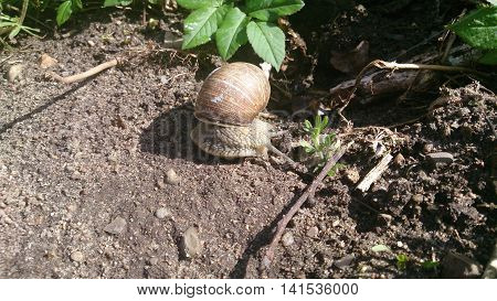 a snail is moving toward the shade