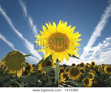 Sonnenblume Jet Bienenlehrpfad