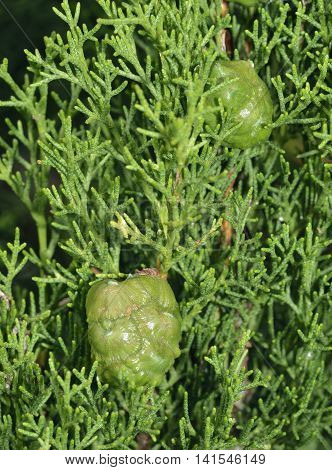 Mediterranean cypress - Cupressus sempervirens New Green cones