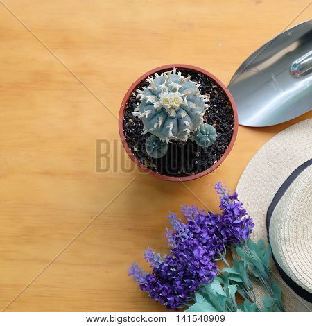 Cactus wood,cactus on wood Still Life Natural.The little green cactus in small brown plant pot on brown wooden planks for home decoration.