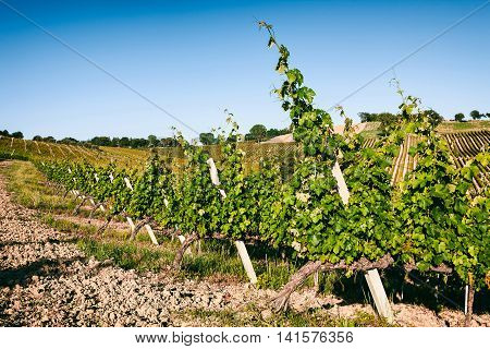 Vineyard fields against a blue sky in Marche Italy