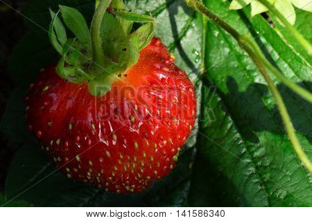 Summer natural garden fruit fresh ripe strawberries